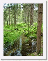 dscf0378 * Je po desti, i v lese je vody dost * Je po desti, i v lese je vody dost * 2136 x 2848 * (1.57MB)