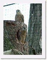 dscf0298 * 2136 x 2848 * (1.69MB)