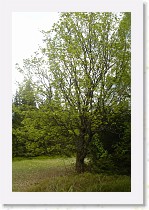 dsc08605 * 1728 x 2592 * (2.4MB)
