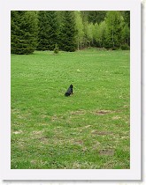 dscf1839 * Lovecky pes * Lovecky pes * 2136 x 2848 * (1.49MB)