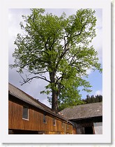 p5091265 * Prazvlastni zpusob umisteni stavby; ten strom je urcite starsi * Prazvlastni zpusob umisteni stavby; ten strom je urcite starsi * 2304 x 3072 * (1.66MB)
