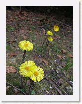 p5091344 * 2304 x 3072 * (1.1MB)
